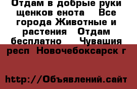 Отдам в добрые руки щенков енота. - Все города Животные и растения » Отдам бесплатно   . Чувашия респ.,Новочебоксарск г.